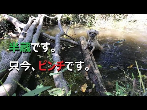 くじら池 × マスコット犬 ＋ ハプニング＝かわゆい♪