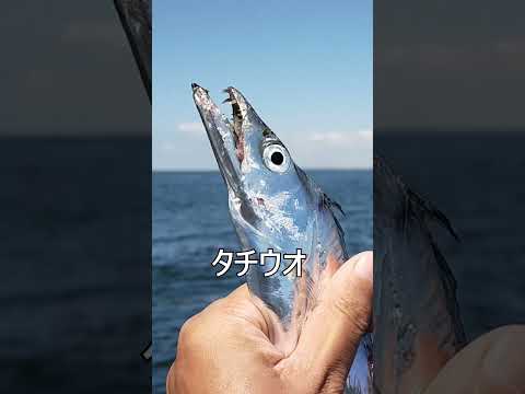 【釣って食べる】たちうお 長い魚は三つ編みしたら旨くなる #Shorts