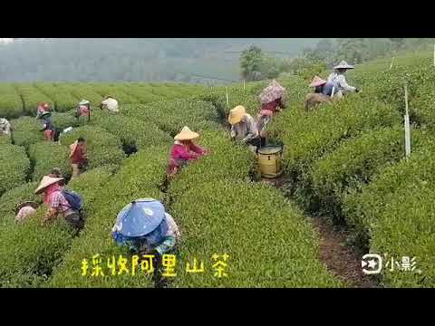 Taiwan Alishan 台灣阿里山茶製作紀錄