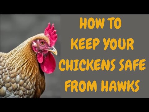 How To Keep Your Chickens Safe From Hawks