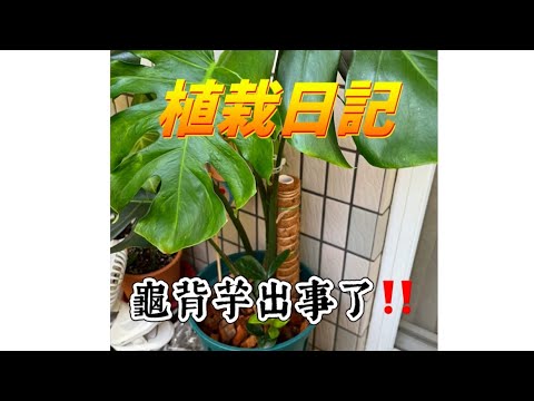 【 植栽日記 Vlog 4 】龜背芋出事了‼️發生那種嚇一跳的事⋯龜背芋太會長了！#龜背芋 #植物 #觀葉植物#plants #monstera