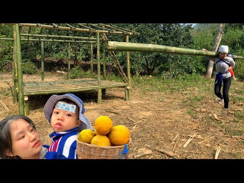 Single mother, 17 years old -building a bamboo house - cold -sick child -picking grapefruit to sell