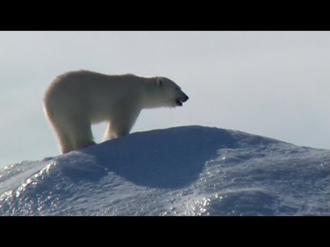 Travellers watching a polar bear in Erebus and Terror Bay - Nanoq 2007 expedition