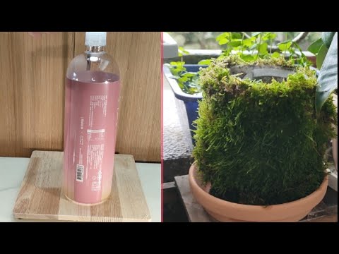 寶特瓶做苔蘚保濕花器|容易維護的苔蘚生態|Moss|植物男子