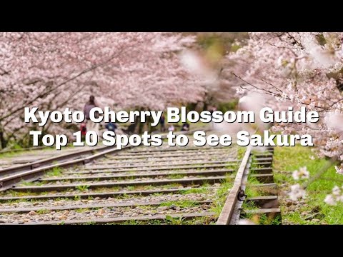 Top 10 Places for Cherry Blossoms in Kyoto - LIVE JAPAN