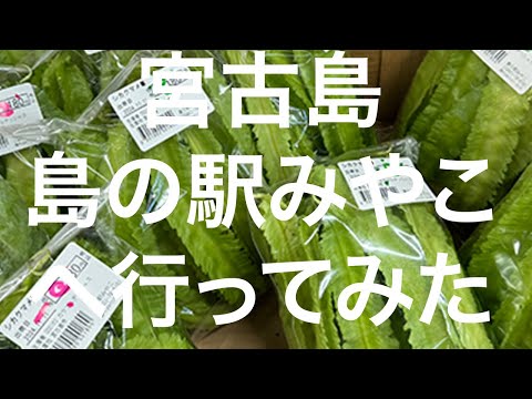 【宮古島】島の駅みやこ 2024/11/11