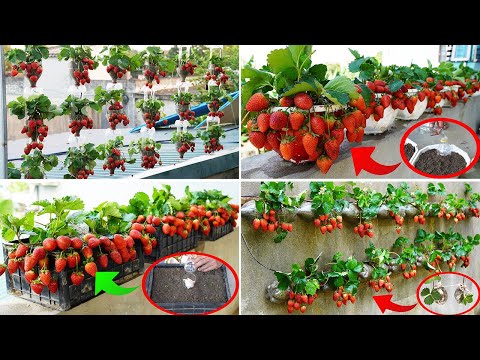 Discover 7 Ways To Grow Strawberries For Abundant And Fresh Fruit At Home