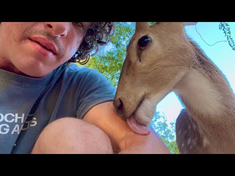 Why I Ate This Baby Deer (Apology Video)