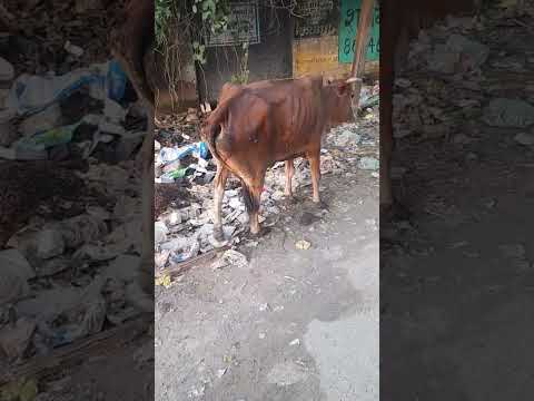 Gau mata seeking help #gaumata #help #lucknow