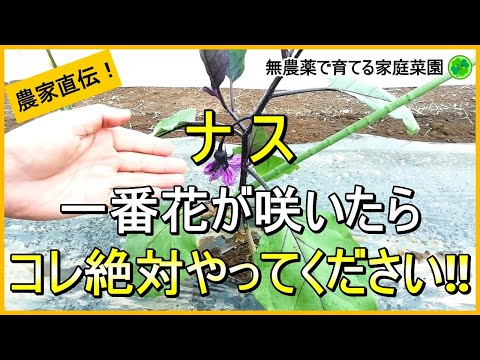 【ナス栽培】1株100個以上収穫するには最初が肝心！脇芽かきと追肥のコツ【有機農家直伝！無農薬で育てる家庭菜園】　24/5/14