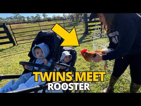 TWINS MEET A ROOSTER FOR THE FIRST TIME