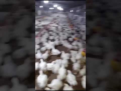 broiler chicken farming, #broiler #chicken #farming #poultryfarm #poultry #ytshorts #ytshortsindia