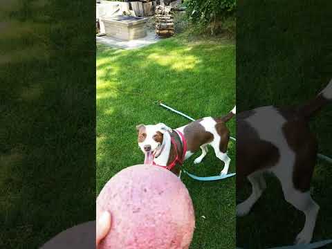 playing ball with MJ the #dog