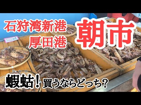 【北海道】今が旬！シャコを買うならお勧めは！？厚田港と石狩湾新港の朝市を比較🧐