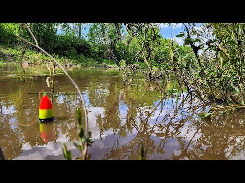 This FLOODED BRUSH Was LOADED WITH FISH!! (Bobber Fishing)