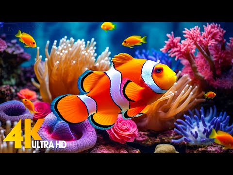 Aquarium 4K VIDEO (ULTRA HD) 🐠 Beautiful Coral Reef Fish - Relaxing Sleep Meditation Music