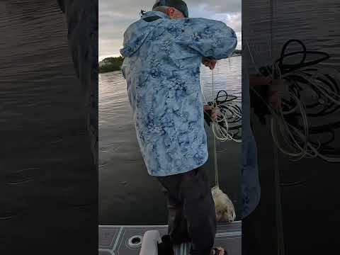 Making Bait on the Tarpon Bay 19 #shorts