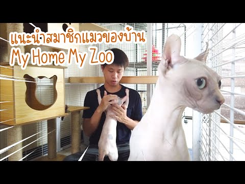 สมาชิกแมว สฟิงซ์ (Sphynx Cat) ของบ้าน My Home My Zoo