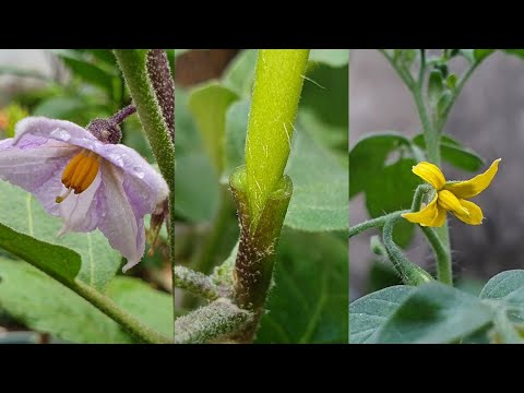 Grafting Tomato on eggplant - Vegetable grafting | Grafting plants