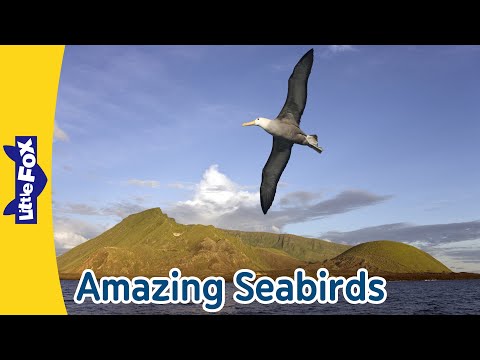 Amazing Seabirds Adventure! Meet Albatross, Pelican & Penguin | Little Fox