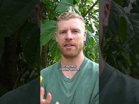 Growing & Tasting an Unusual Papaya (Rainbow Valley Papaya)