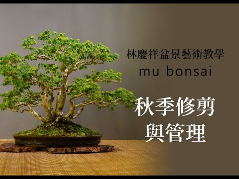 秋∣秋季管理 修剪 塑形◤林慶祥盆景藝術教學◢ Bonsai in Taiwan