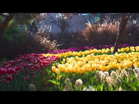 台北陽明山花卉試驗所 鬱金香(JEFF 4K video)Taipei Yangmingshan Flower Experiment Center-tulip tulip #jeff0007