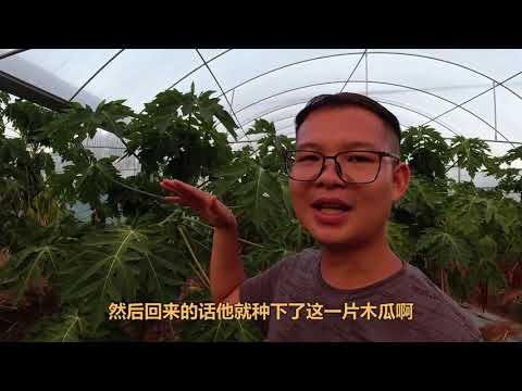 是有才还是傻？在亚热带种热带水果，难怪村民说三道四