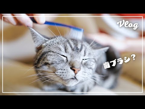 愛猫を歯ブラシでブラッシングしてみたら、こうなりましたw【おしゃべりする猫】