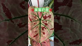 #彩葉芋#觀葉植物#粉紅植物#caladium