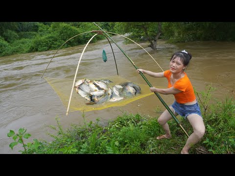 Harvesting Fish in flood season and cooking - Smart girl uses net to catch fish - Duong bushcraft