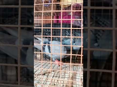 Giribaz pigeon Nor #kabootar#madrasipigeoninkolkata #viralshorts#antique #viralvideo #madrasipigeon