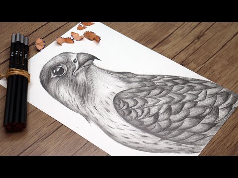 How to Draw a Falcon Step by Step | Realistic Falcon Drawing | Shaheen Sketching Tutorial