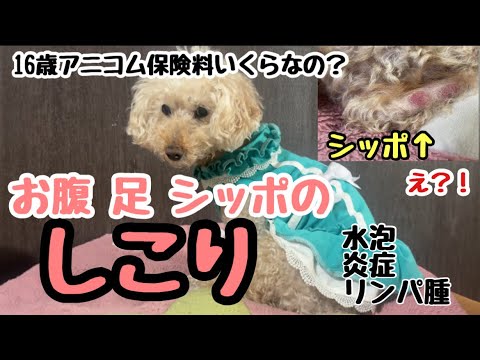 シッポのしこりがひどい…動物病院へ！16歳アニコム保険料いくらなの？