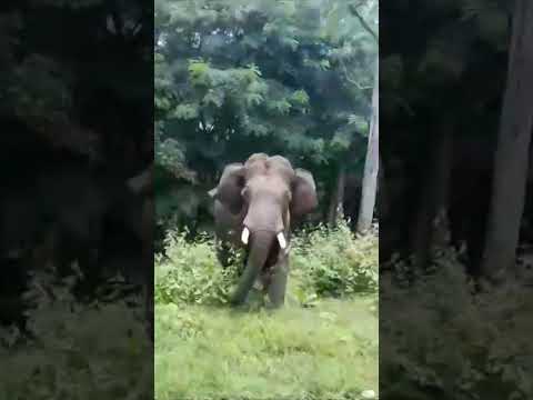 Elephant attack at Tholpetty, Wayanad #elephantattack #wildlife #wayanad