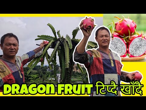 नेपालमा आमाबुवालाई मजा छ🫰🤩😍। आफ्नै बारीमा फलेको ड्रागन फ्रुट टिप्दै खाँदै ||