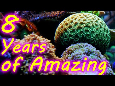 8 Years of Mile High Reefers! Why I don't sell coral or get a bigger tank