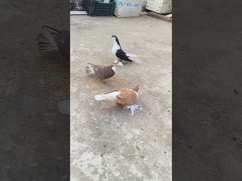 TOP Collati Fancy Pigeon In Darbhanga Bihar 🕊️ // Kabootar Ki Video #shots #kabootar #darbhanga