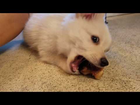 Eskimo puppy's first day home!