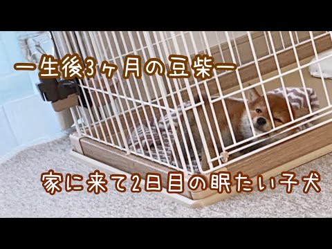 【生後3ヶ月の豆柴】家にやってきて2日目の寝不足な子犬の目をつぶるまで🐕