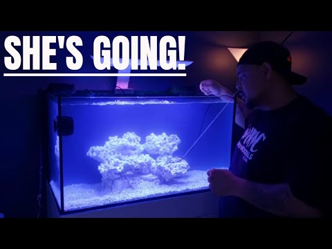 I'm Giving Away JBJ 65 flat panel aquarium