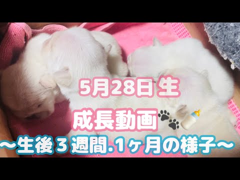 【フレンチブルドッグ】成長動画🍼生後1ヶ月になりました！