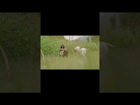 Dog running videos #shorts #dog #puppy #cutedog