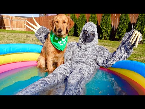 Sloth Gives Dogs Bath in Swimming Pool!