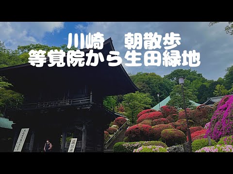 【アラフィフ主婦の朝散歩】等覚院から生田緑地