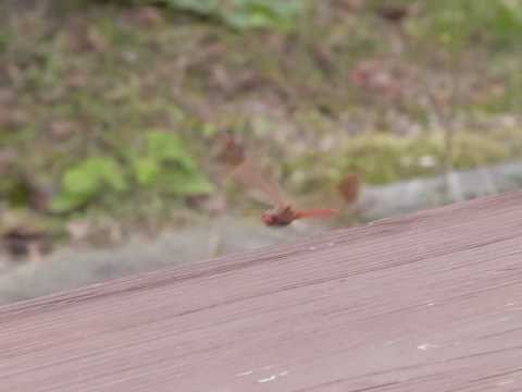 flying red dragonfly 1