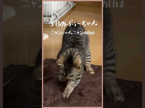 【猫の日の猫】彼女はとにかく掘ってます。