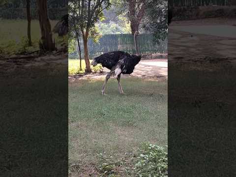 Largest egg laying flightless bird on the earth ll Ostrich documentary