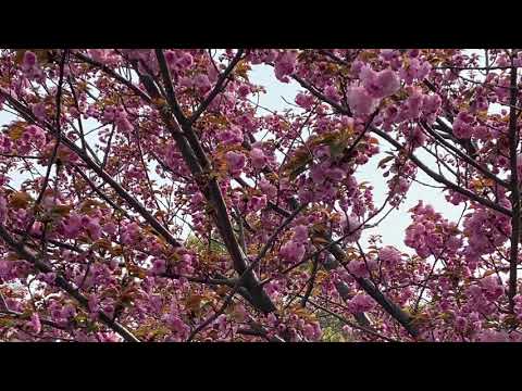 【さくら】千里南公園 八戸桜