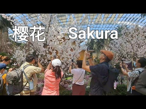 Sakura🌸Singapore Gardens by the Bay Flower Dome/樱花展🌸新加坡滨海湾花穹